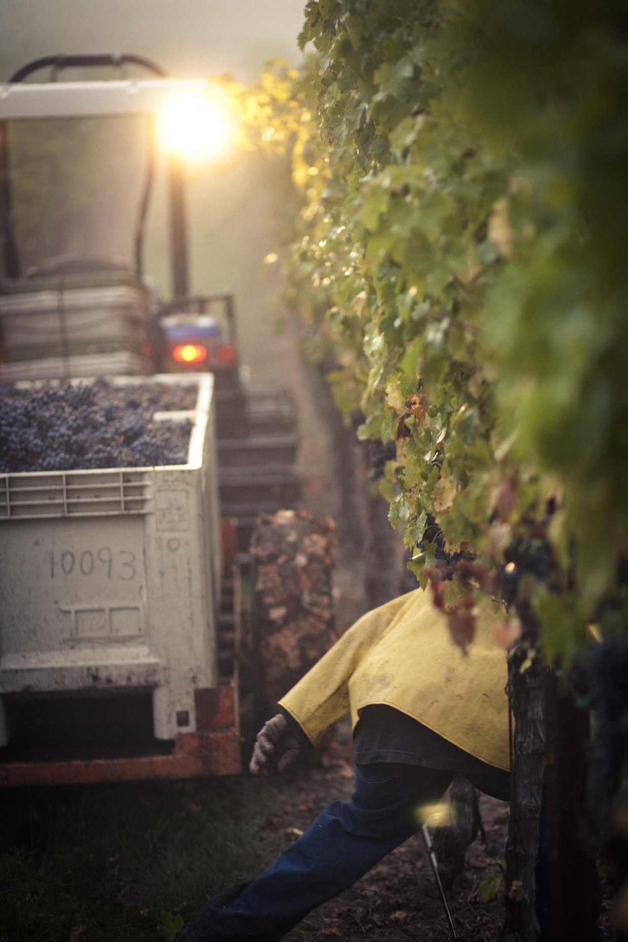 Newton_Harvest-0311