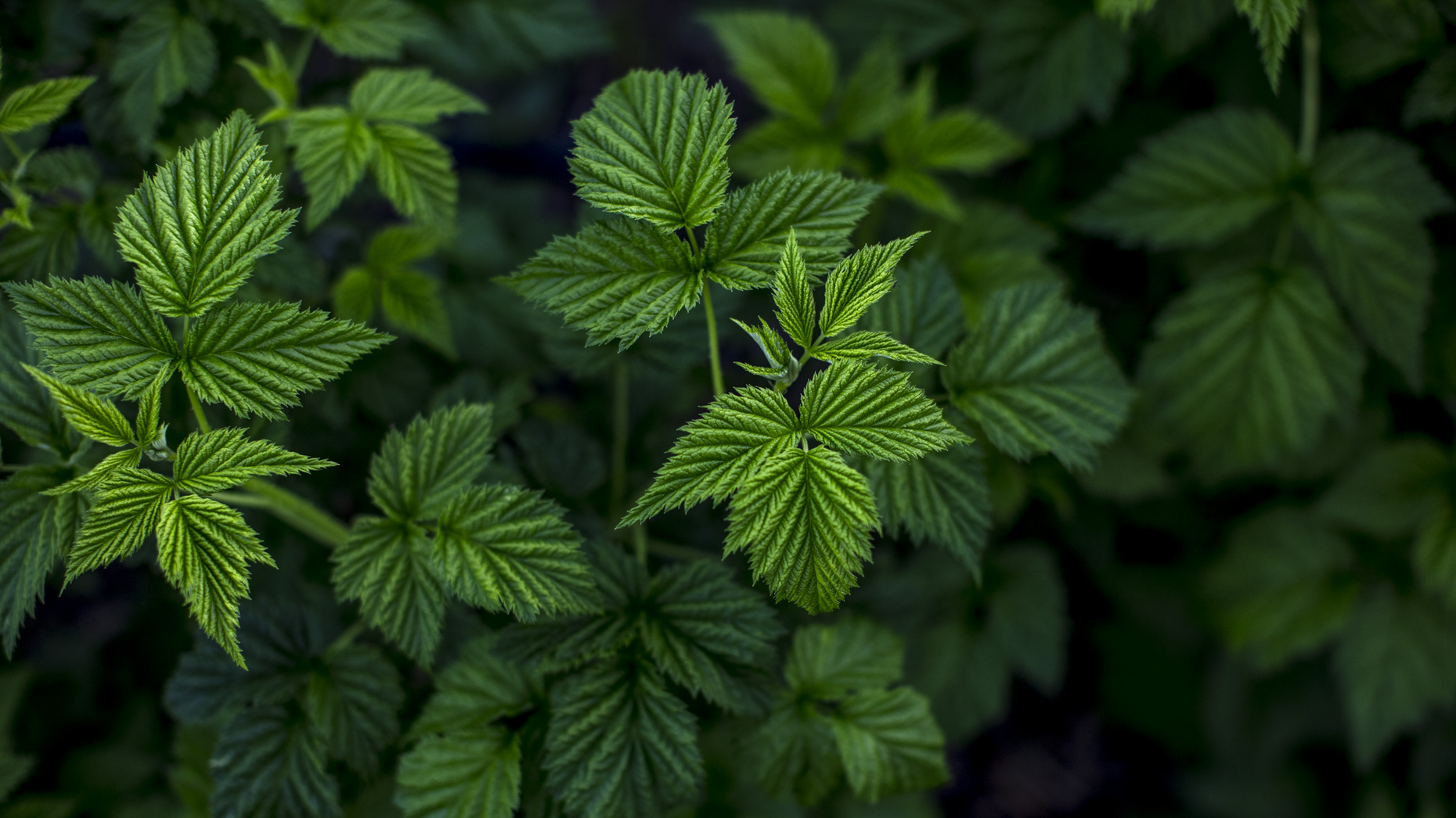meadowood_spring_2018_0570