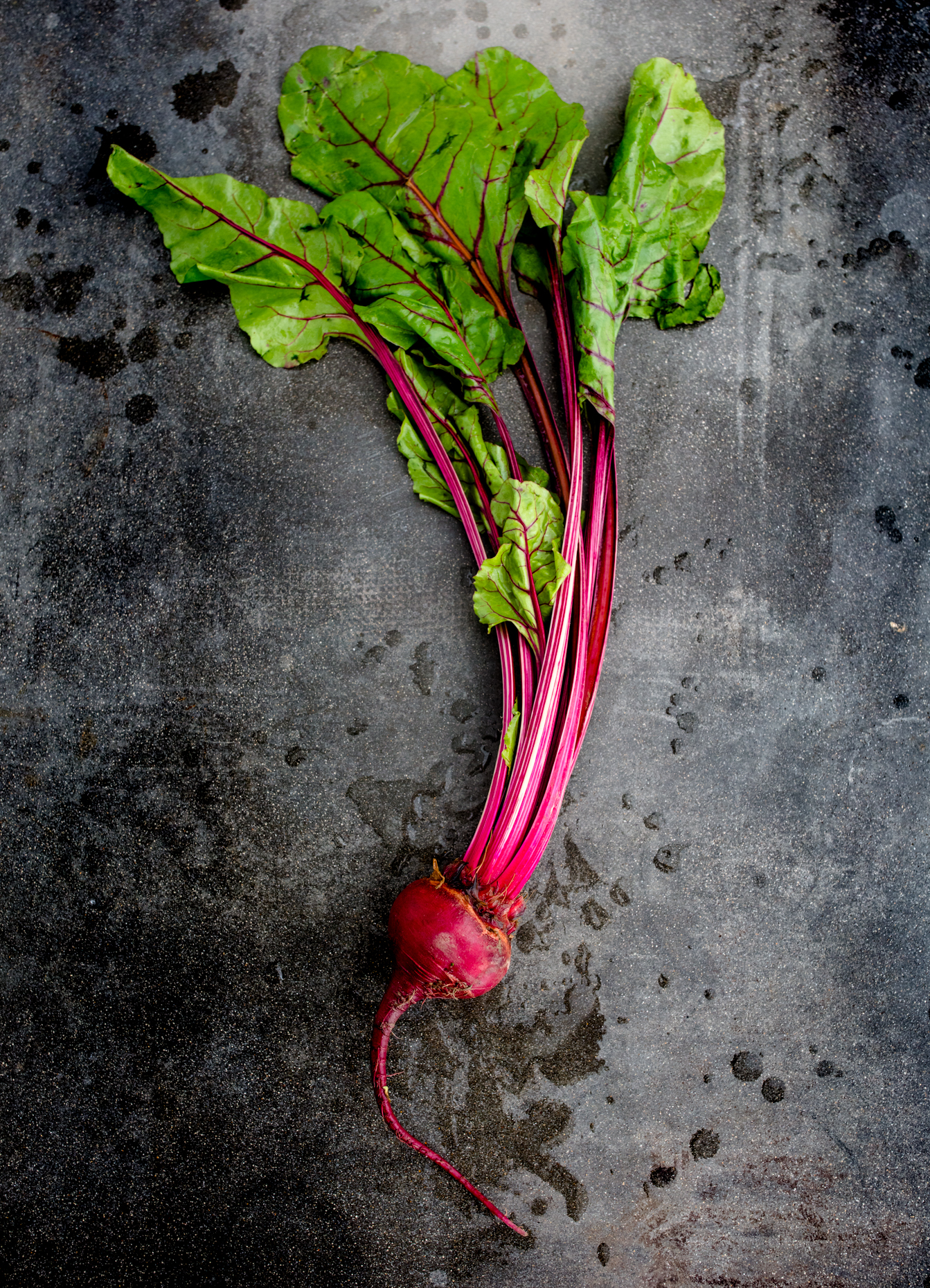 obc_3_beet_high_and_rising_0092